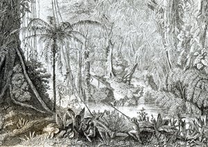 Interno di una foresta primordiale in Amazzonia da English School